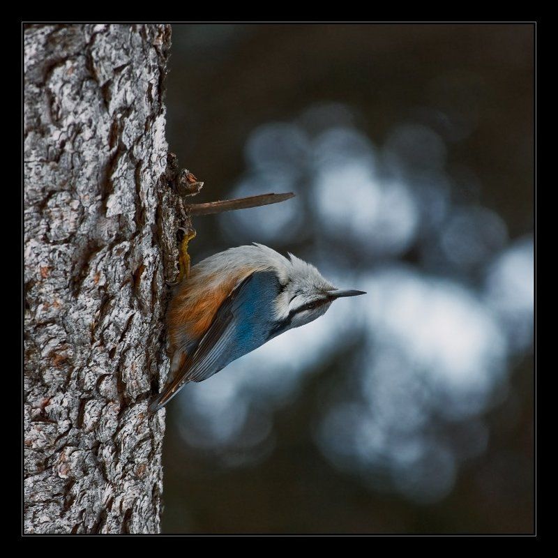 поползень птица Точка зрения фото превью