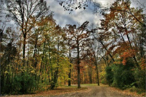 Извилистая дорога в осень...