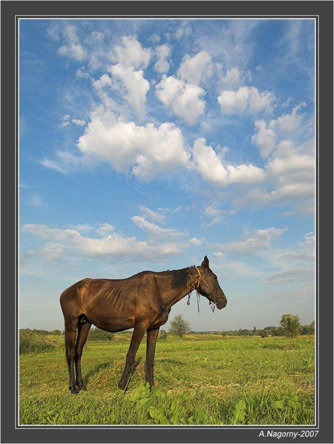 облака, белогривые, лошадки, :), ФотоМаньяк