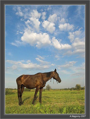 О лошадке и белогривых облаках