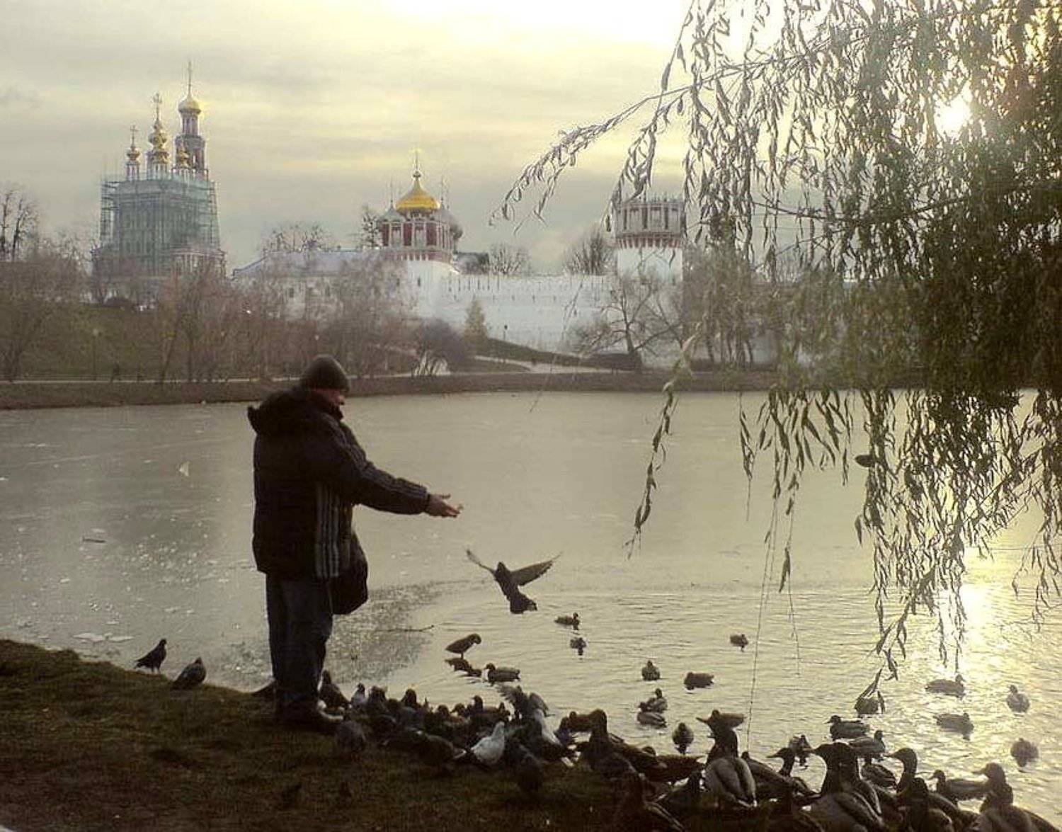 москва, ноябрь, птицы, Liz