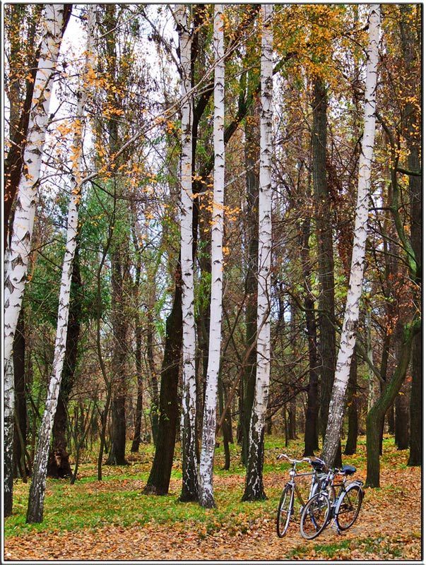 осень, парк, настроение Из жизни влюбленной пары... фото превью