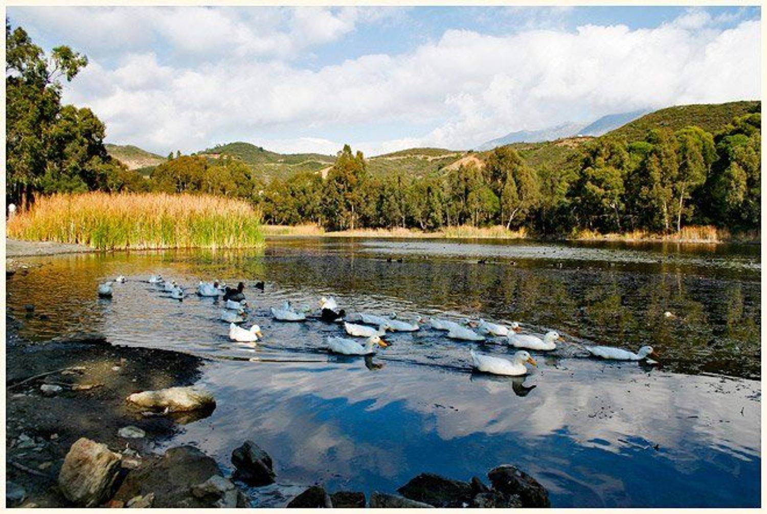 озеро, пейзаж, утки, природа, испания, spain, viuga, viuga