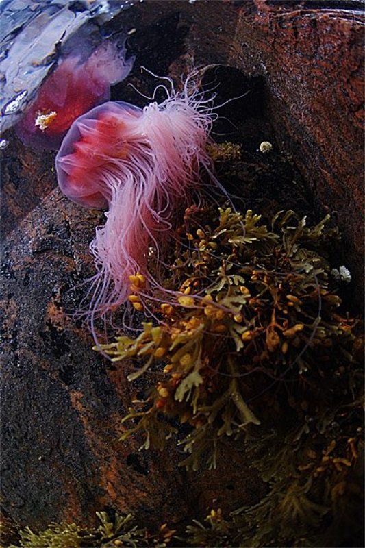 Беломорский пейзаж с медузой фото превью