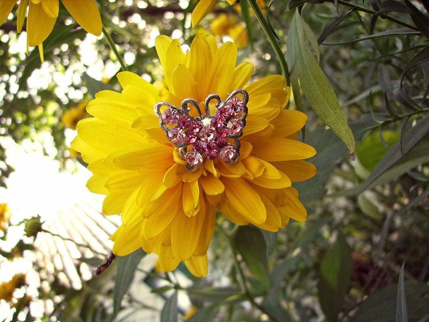 бобочка, драгоценность, цветок, Angel-b