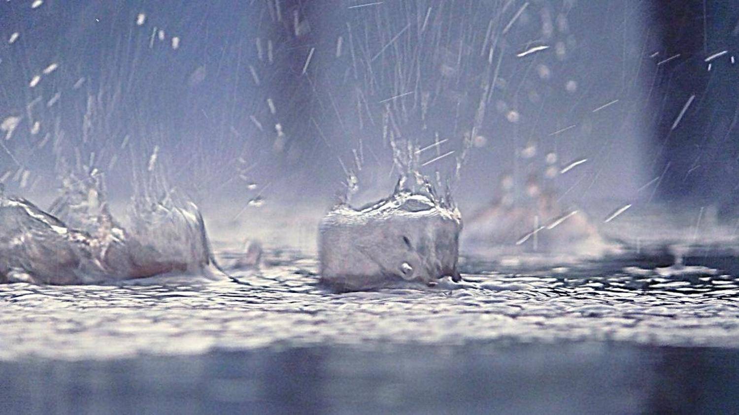 капли дождя, непогода, Василевская Надежда