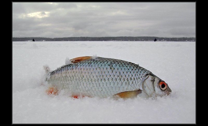 Первая фото превью