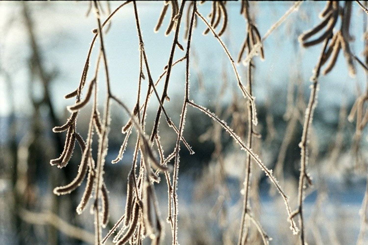 kamushek, пленка, зенит-122, helios, kamushek