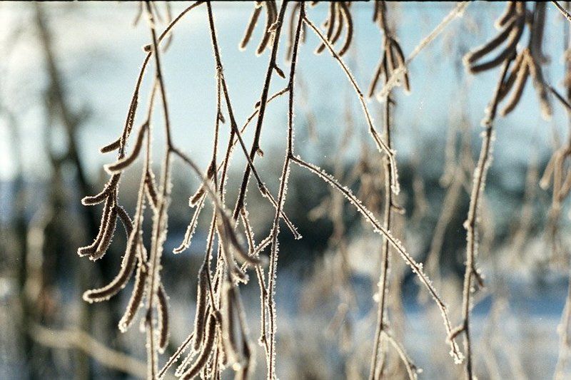 kamushek, пленка, зенит-122, helios *** фото превью