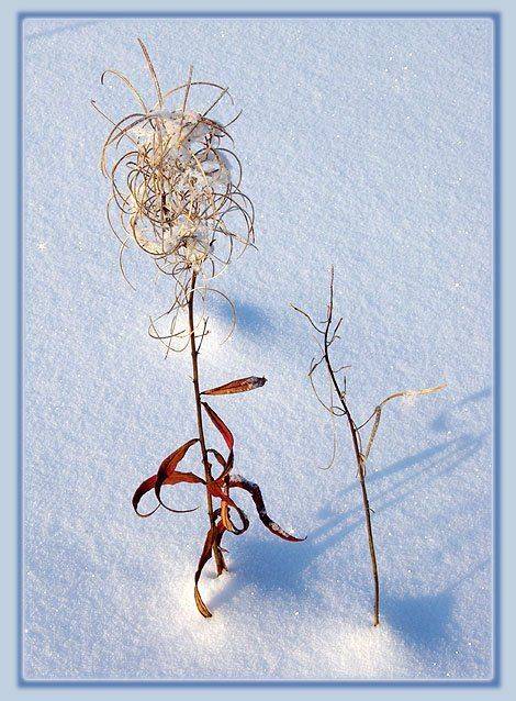 травинка, Солодухин Виктор