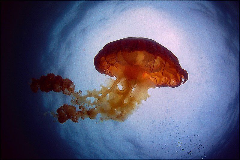 Красивая и опасная фото превью