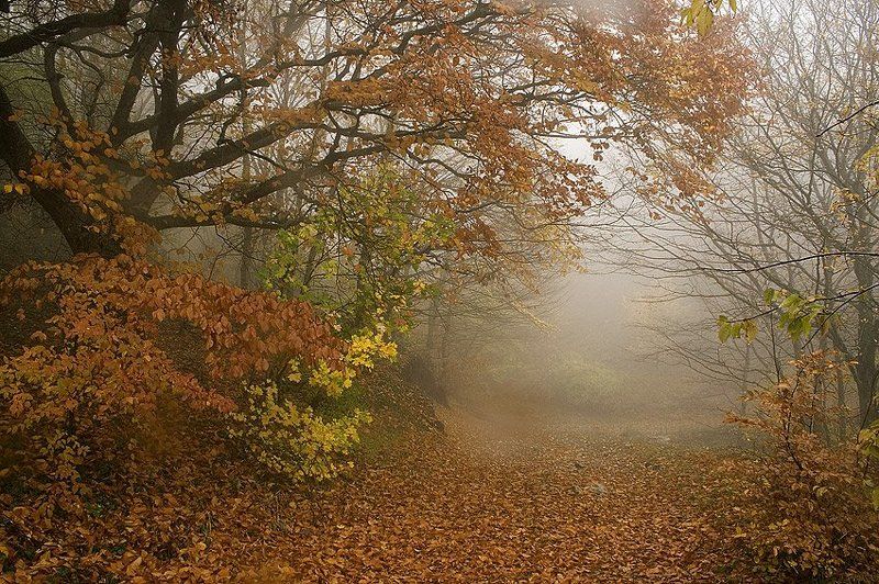 крым, туман, осень, лес  фото превью