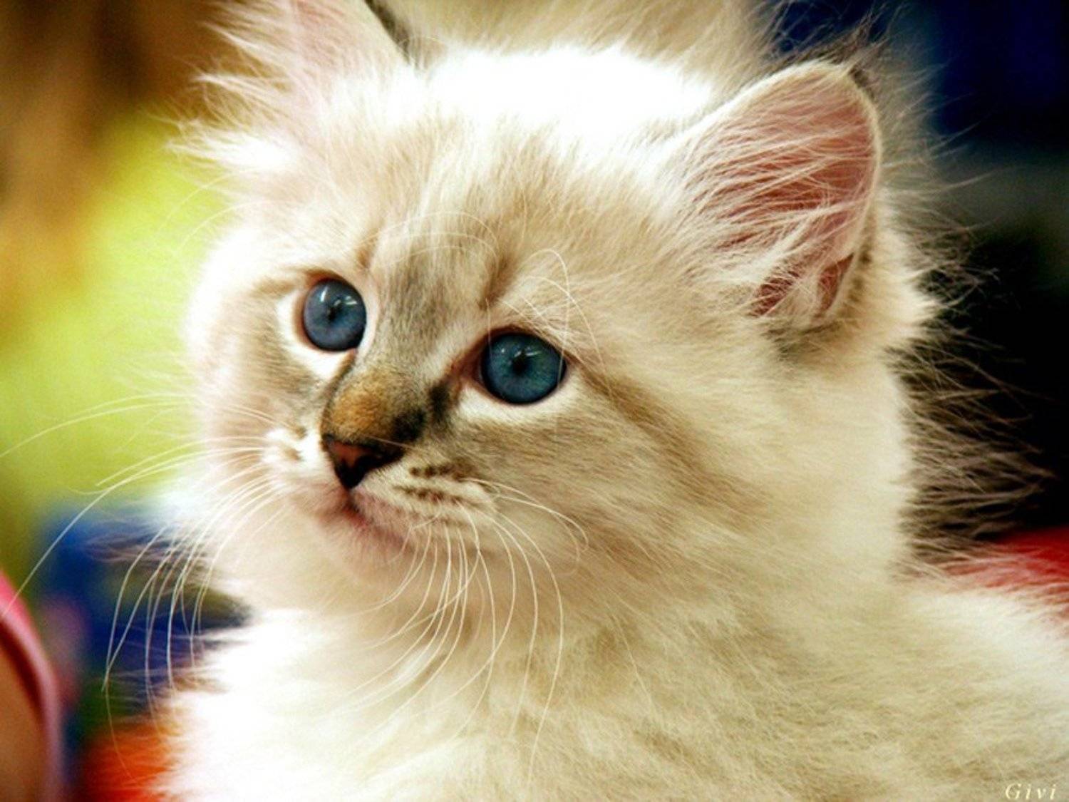кот,животные, котёнок, Givi