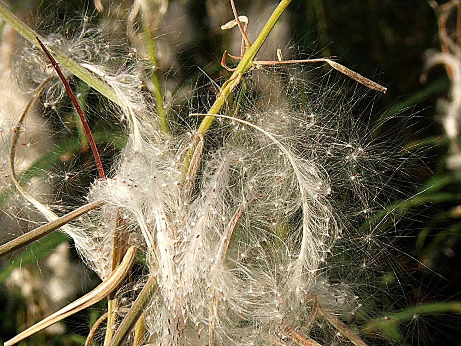 природа,иван-чай, Givi