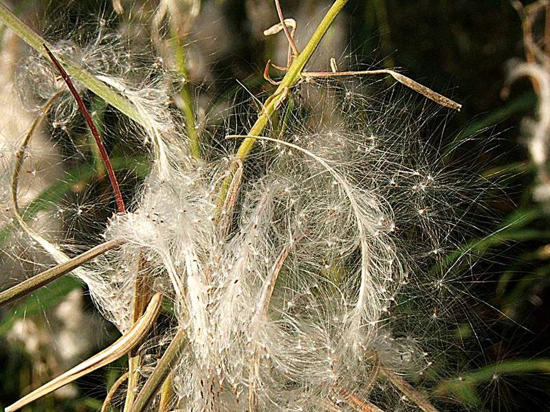 природа,иван-чай  фото превью