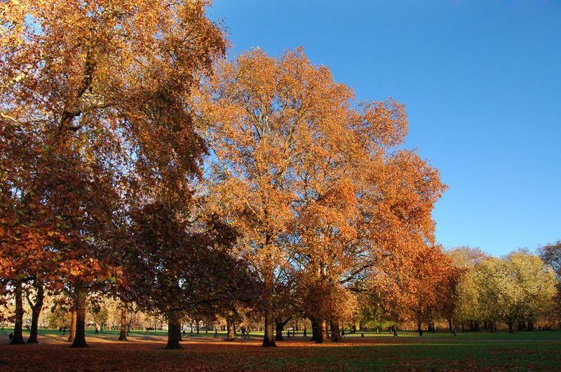 лондон, гайд-парк, ноябрь Лондон. Гайд-парк. Ноябрь. фото превью