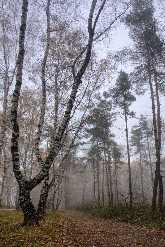 туман, лес, утро, senjor