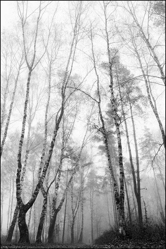 туман, лес, утро, senjor