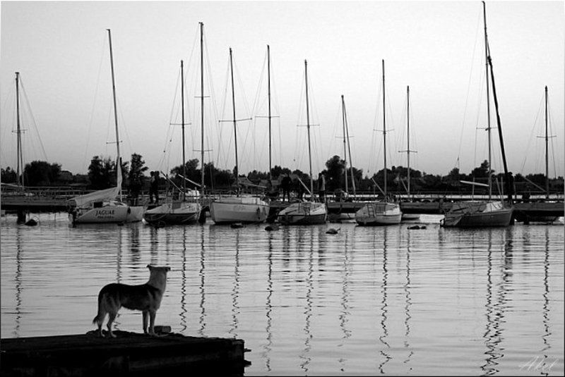 собака, яхты, чб дождусь... фото превью