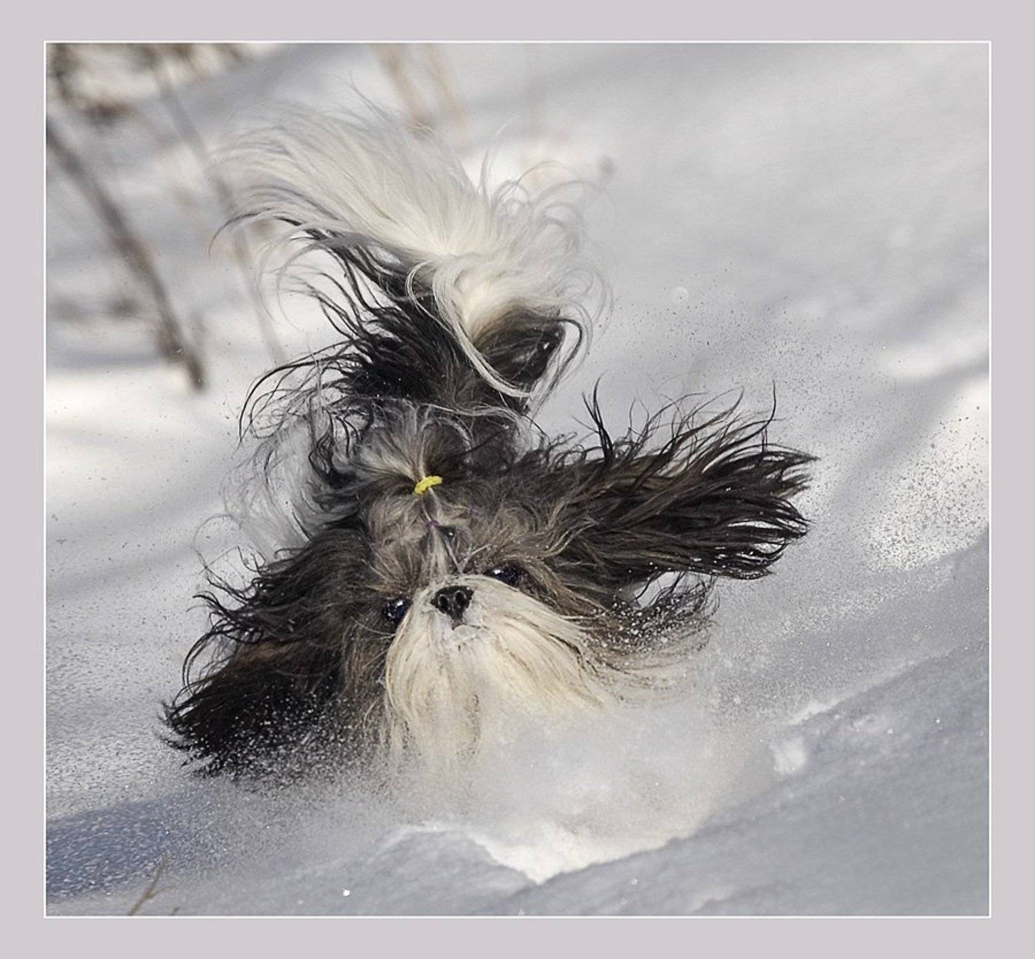 , Михаил Курцев