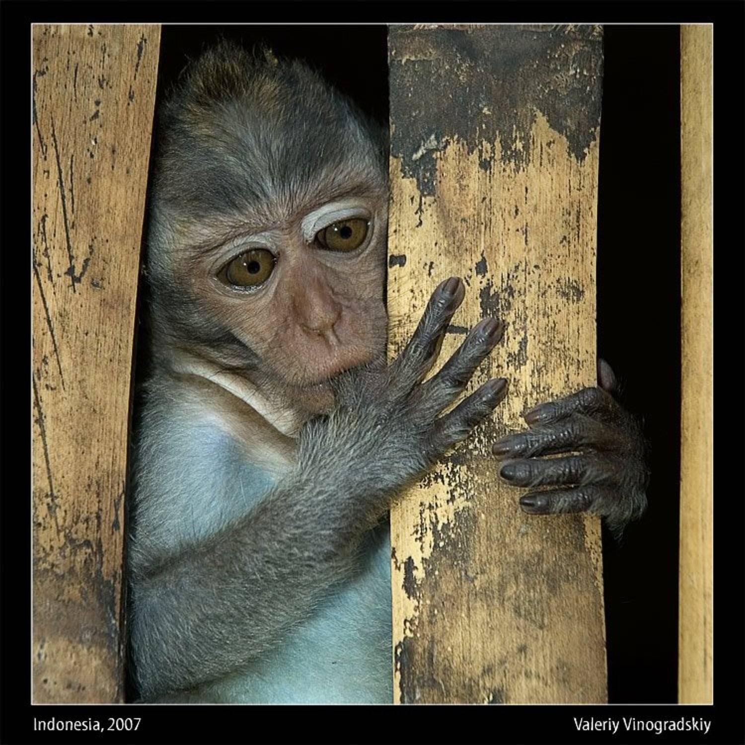 макака обезьяна, Виноградский Валерий