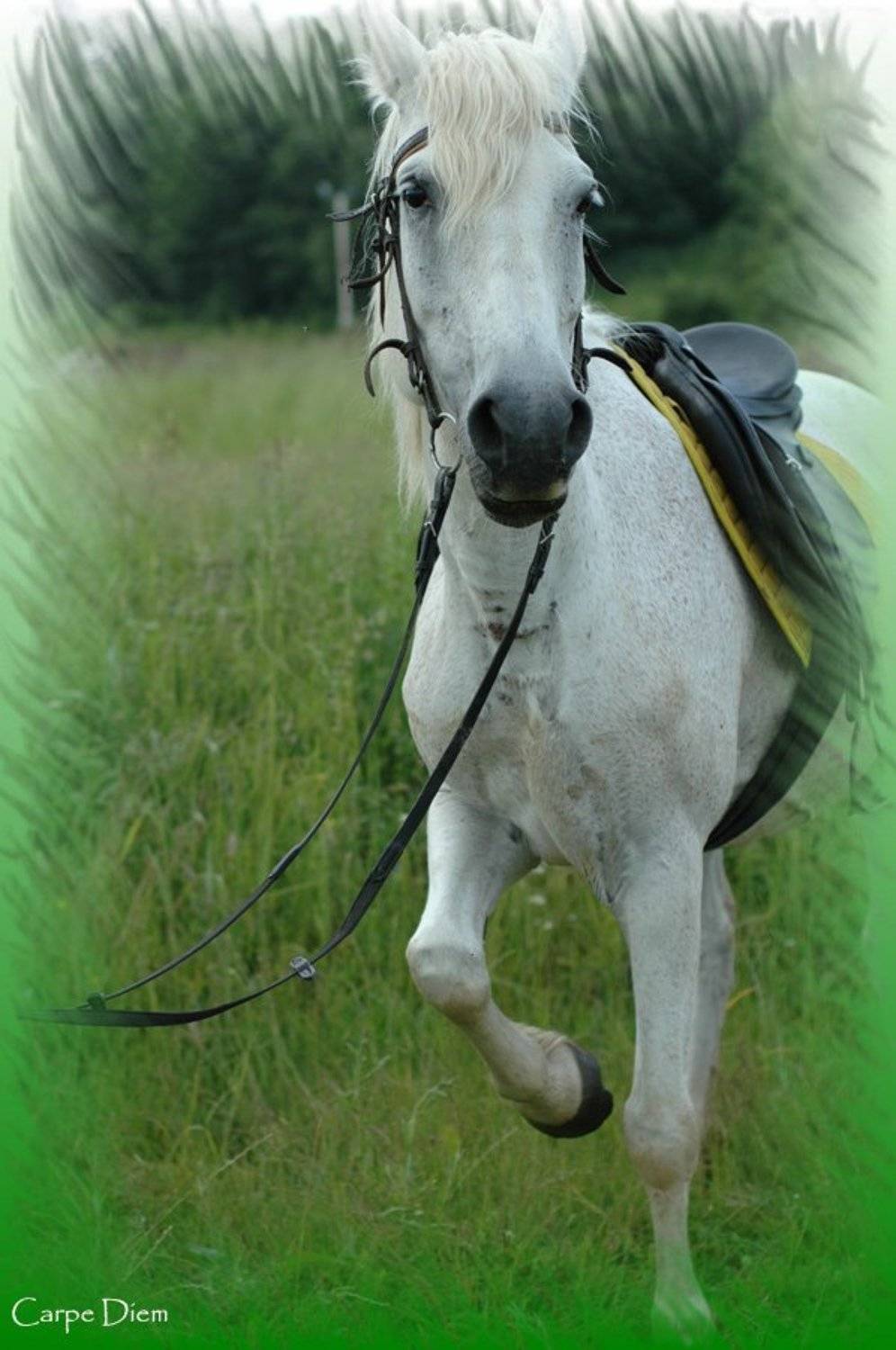 белая, лошадь, конь, Carpe Diem