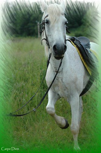 If you wanna ride, ride a white horse