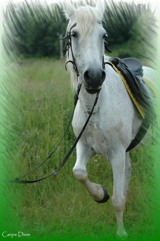 белая, лошадь, конь If you wanna ride, ride a white horse фото превью
