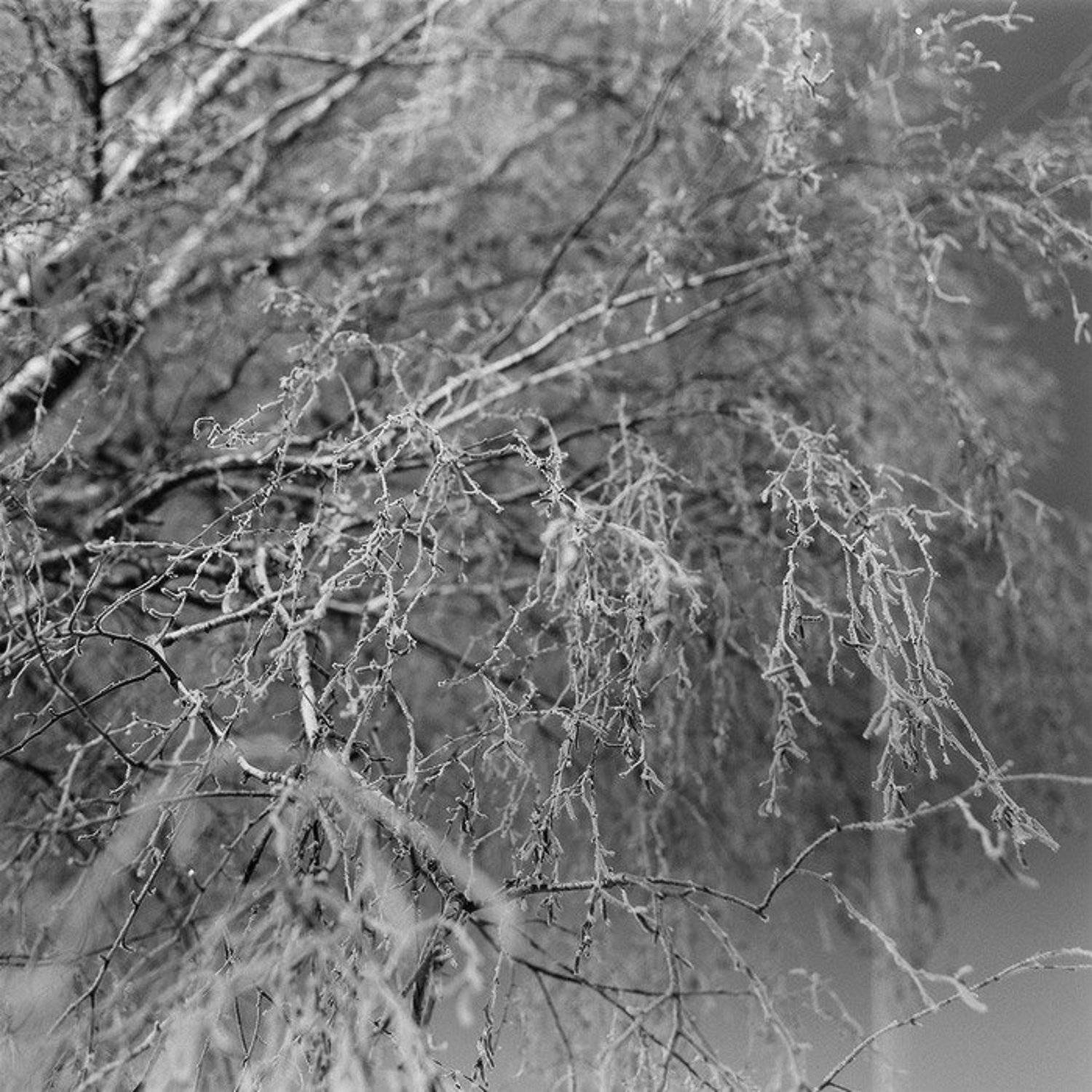 kamushek, пленка, ilford, 6x6, 120, киев-6с, мир-38б, kamushek