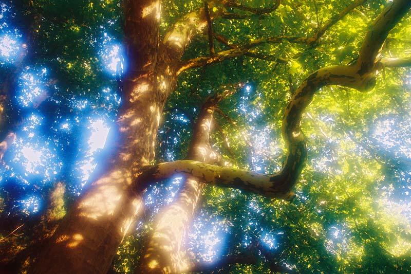 природа Платан фото превью