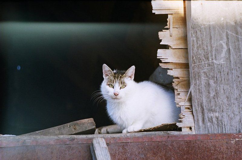 kamushek, helios, пленка, зенит-122 *** фото превью