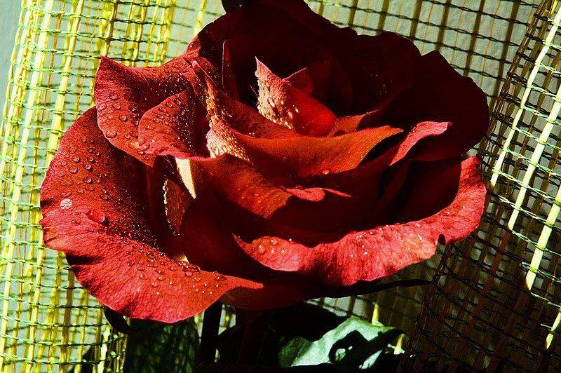 красная,роза, Александр Путев