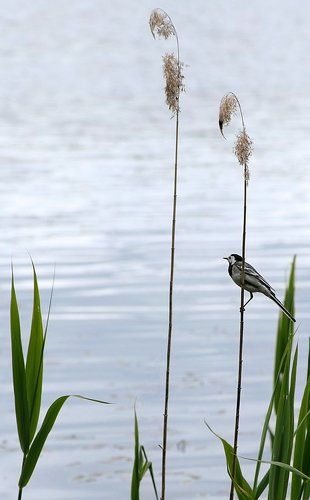 про птичку-пичужку