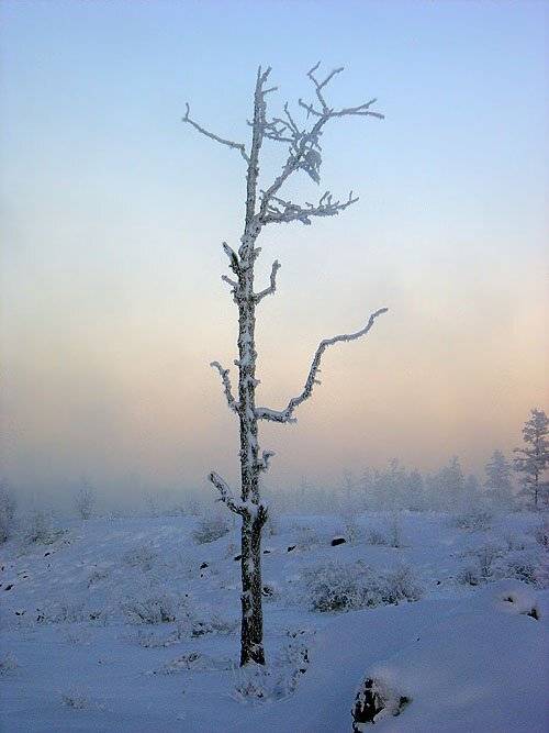 сухостой зима, Солодухин Виктор