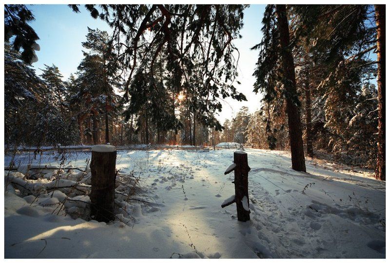 ель, тольятти, самарская область  фото превью