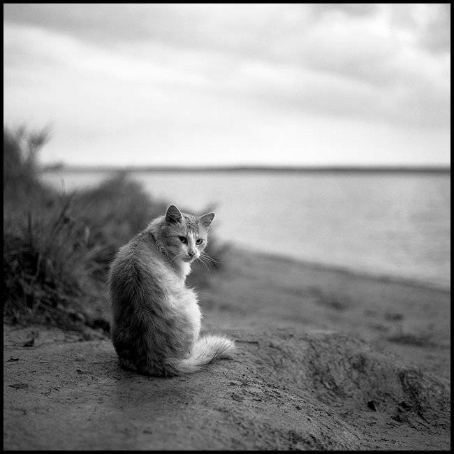 кис-кис, silaev