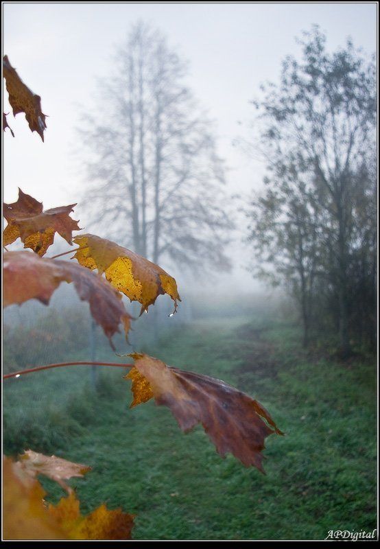 туман, капили,утро Туманное настроение фото превью