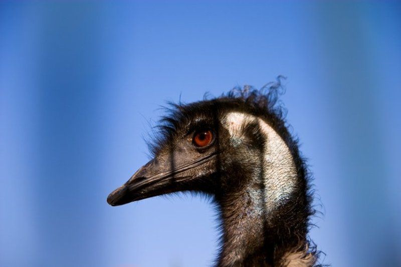 igalsc, genre, raw А может, это страус злой фото превью