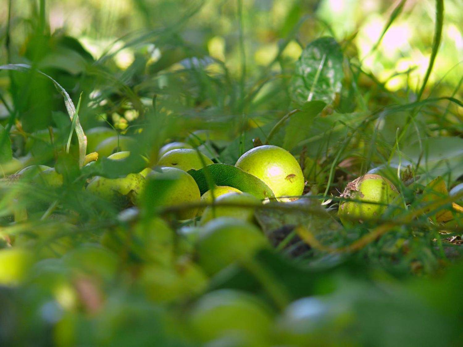 яблочки, осень, трава, Василевская Надежда