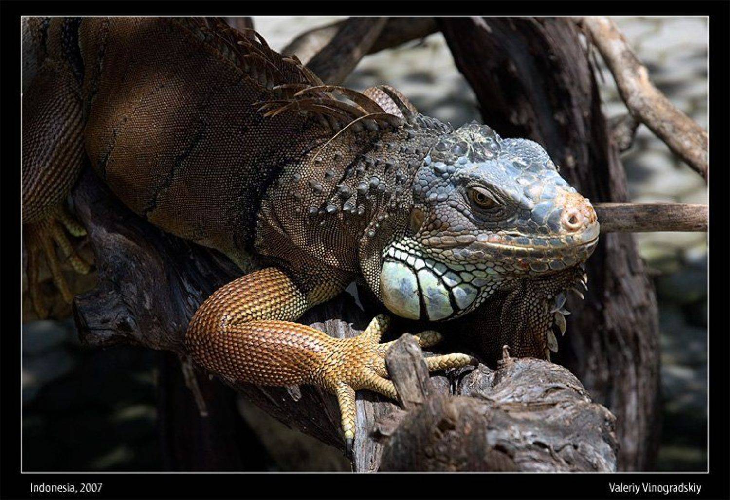 игуана ящерица бали, Виноградский Валерий