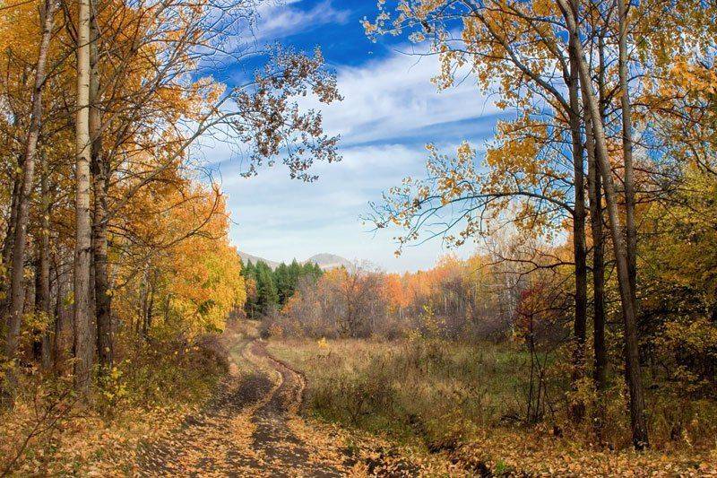 осень,пейзаж,дорога, Качурин Алексей