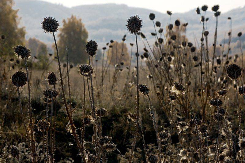 рипей,осень, Качурин Алексей