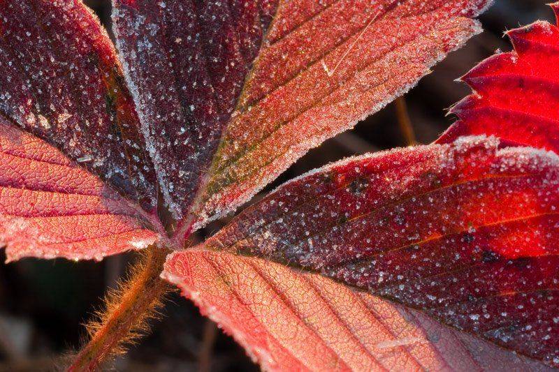 лист,осень,макро, Качурин Алексей