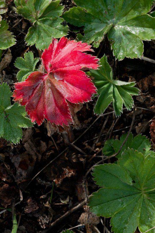 осень,листья,растения,макро, Качурин Алексей