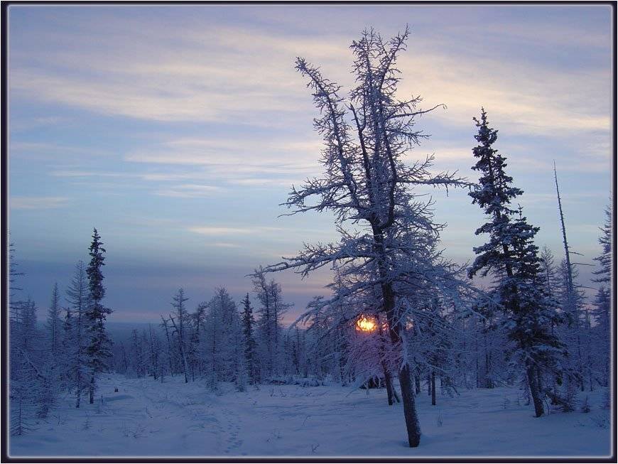тайга зима солнце, Солодухин Виктор