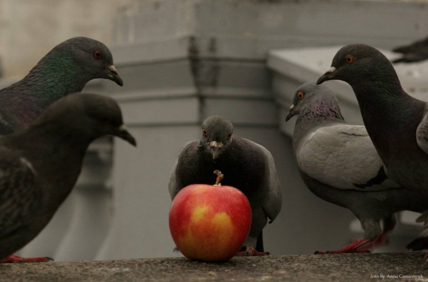 пир,любопытство,птицы,яблоко,голод,круглый стол, Ганна Уменюк