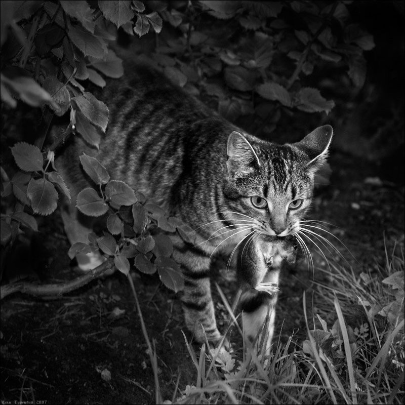 добыча Добыча фото превью