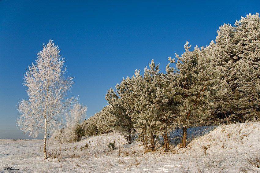 зима,лес,снег,иней, Partner