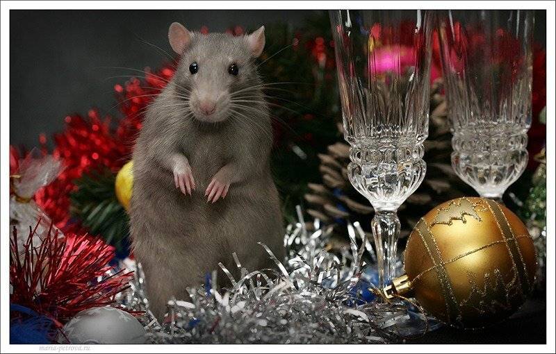 крыска, тема, Петрова Мария