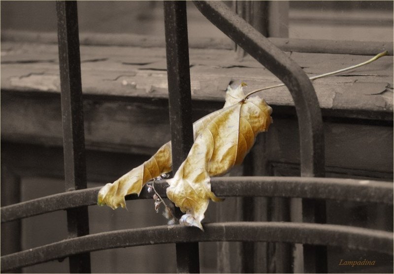 За решеткой... фото превью